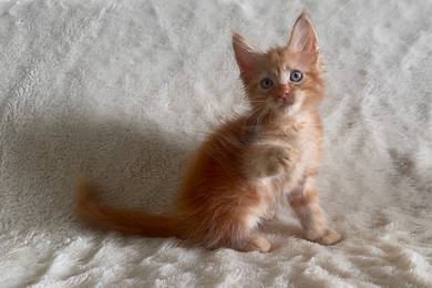 Maine Coon