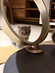 scottish straight female kitten