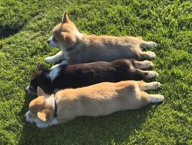 tiny corgi puppies 
