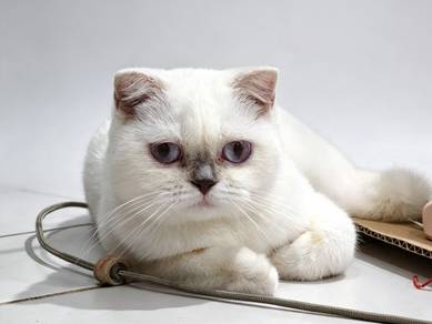 Bsh scottish female 5 bulan