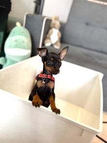 mini pinscher puppy for sale