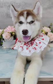 Wooly Husky