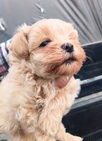 Maltipoo
