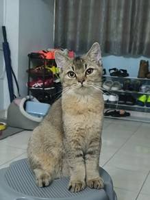 free cats bsh