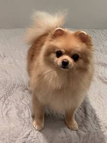 Lickmonster Pomeranian Tiny Cute Puppy Puppy