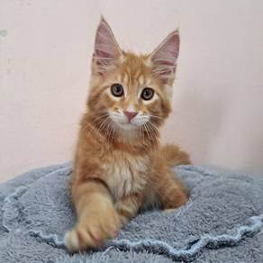 Mainecoon