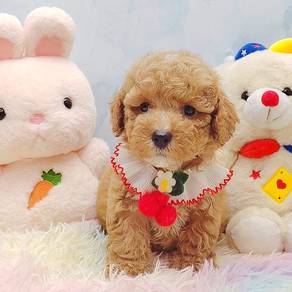 Poodle