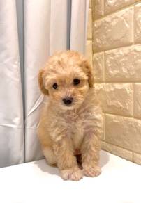 G46 Lovely Maltipoo Puppy