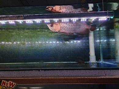 Ikan Goldenhead Crossback