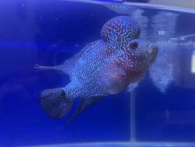 Flowerhorn Kamfa Big Kok 4-5 inci 🔥 Pearl Cantik,