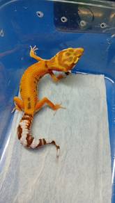 Leopard Gecko