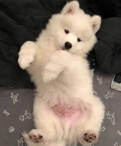 N7572 Chirpy Samoyed a snowy white bndle of joy pu