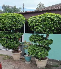 Pokok Bongsai