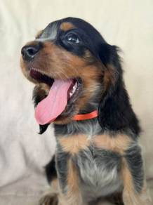 ENGLISH COCKER SPANIEL PUPPIES C159🌻 Male