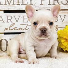 French bulldog 