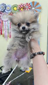Chihuahua & Pomeranian