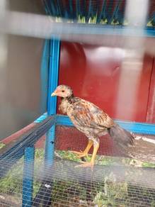Ayam ratu 