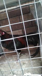 ayam hutan kacuk