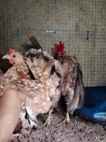 ayam serama 