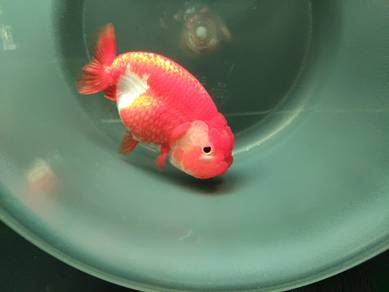 gold fish 