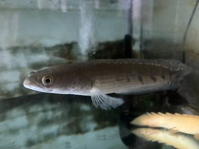 Channa Marru