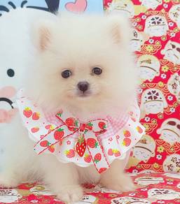 Pomeranian