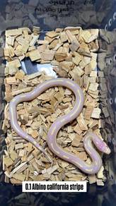 albino california stripe king snake