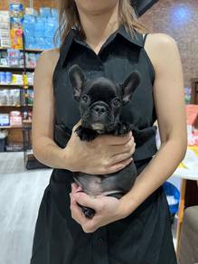 French bulldog puppy
