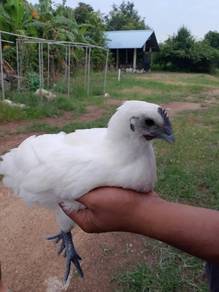 Ayam selasih / cemani