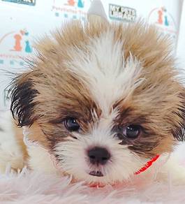 Shih Tzu