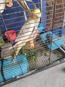Cockatiel - Tame due hand fed earlier - 6 months.