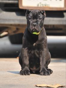 Cane Corso