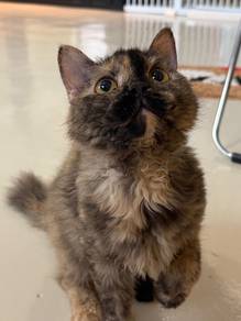 selkirk rex long hair chocolate tortie blh bsh cat