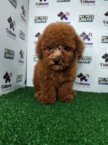Super red poodle short leg