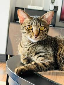 FREE Adoption tabby cat 1 year old