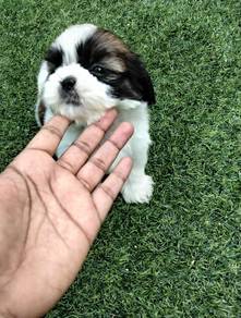shih tzu 