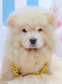 Chow Chow