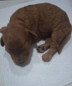 Female Brown Maltipoo