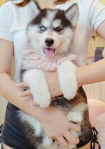 Husky