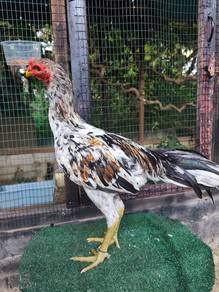 Ayam Baik