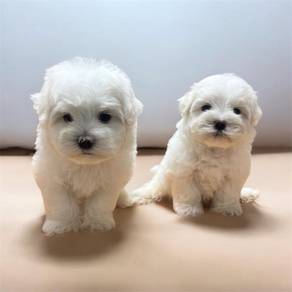 Maltese puppy mka microchip