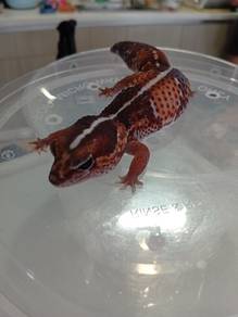 Fattail Gecko 