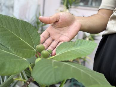Pokok Tin (Fig) Dah Berbuah | Pokok Matang