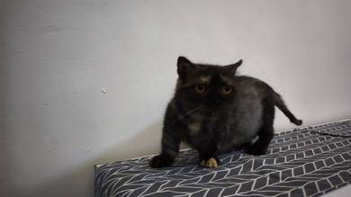 rehome 