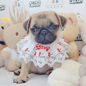 Pug
