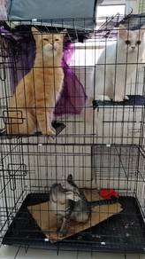 cats to rehome