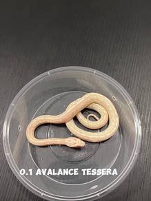 corn snake (avalance tessera morph)