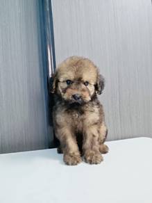 mix colour Maltese mix poodle maltipoo