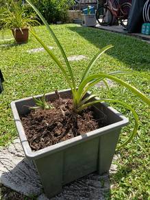 Pokok Nenas Hiasan