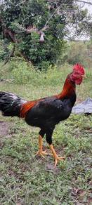 Ayam Jantan